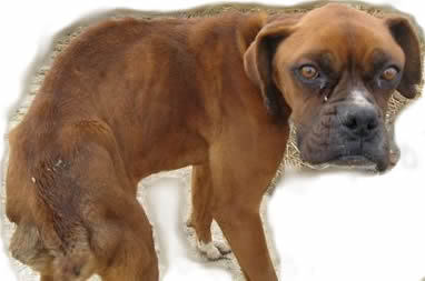 Dumped Dog Dumped Dog