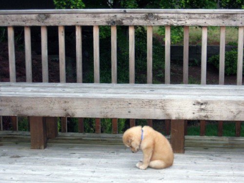 a puppy sits waiting a puppy sits waiting