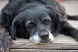 Old Dog Old Dog